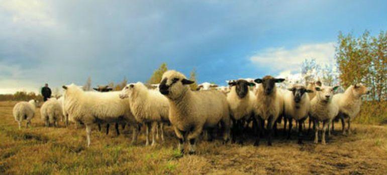 List of approved dealers of live animals