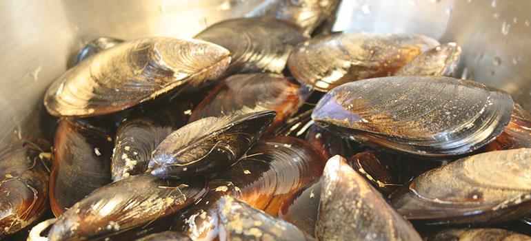 Αν. Μακεδονία & Θράκη (αποφάσεις για δίθυρα μαλάκια)