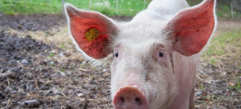 Ασθένειες Χοίρων