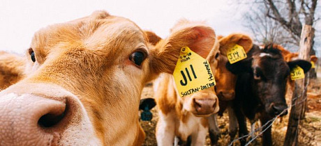 Transporter of Animals Transporter of Animals