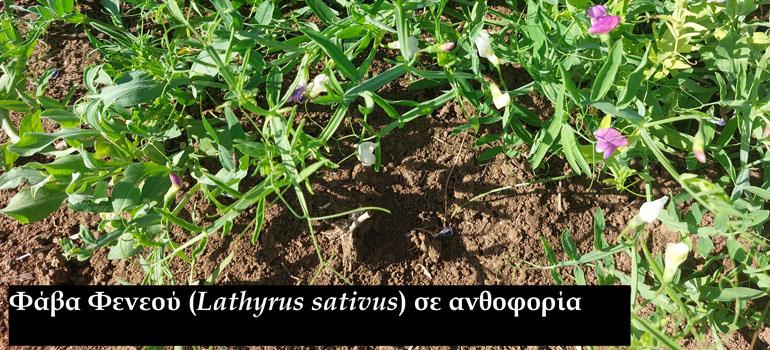 8programmagenetikousporous0302265