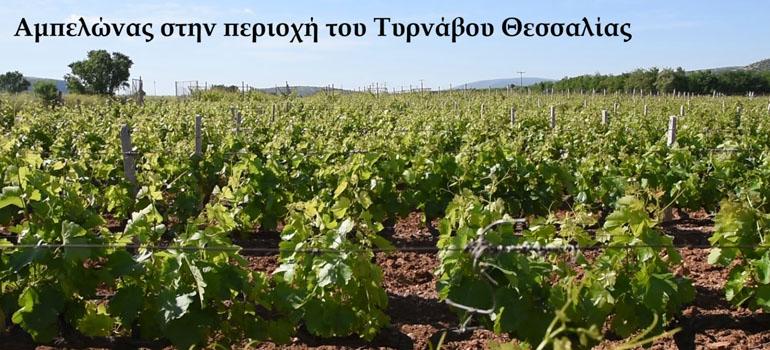 8programmagenetikousporous0302269