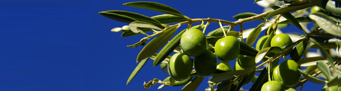 280101olives