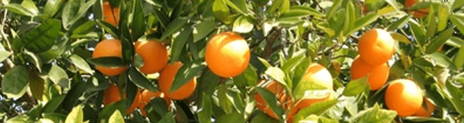 881391oranges