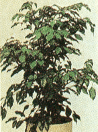 fikos mikrofilos