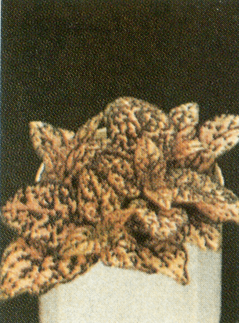 hypoestes