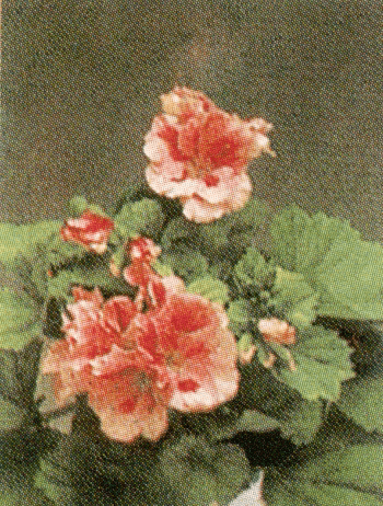 pelargonio