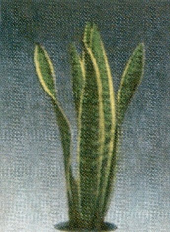 sansebieria